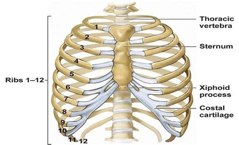 how many ribs does a man have